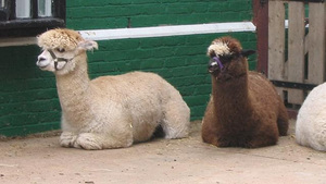 Jerry the alpaca Jerry the alpaca